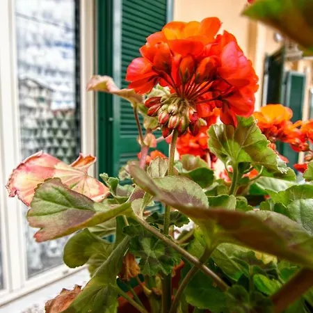 Grazia Отель типа 